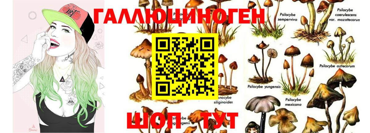 Галлюциногенные грибы Psilocybe Торжок